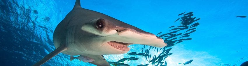 Where to dive over the easter break