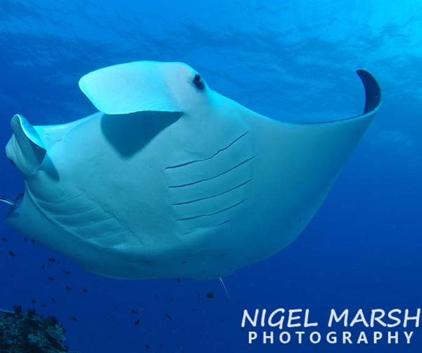 Join Nigel Marsh on an underwater photography trip to Palau. Nigel delivers presentations to improve your photography & is on hand for tips & feedback.