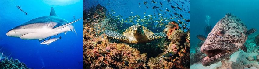 5 great australian dives – 1 reason to dive them