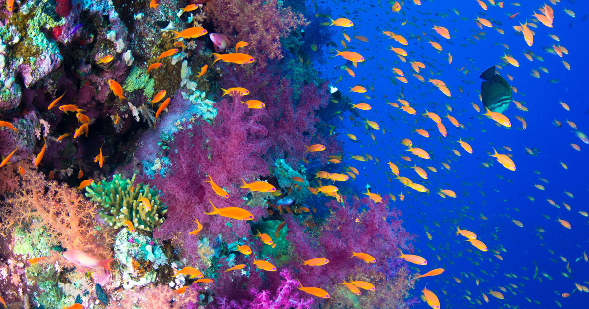 Diving Egypt Liveaboards Diving Red Sea Liveaboards