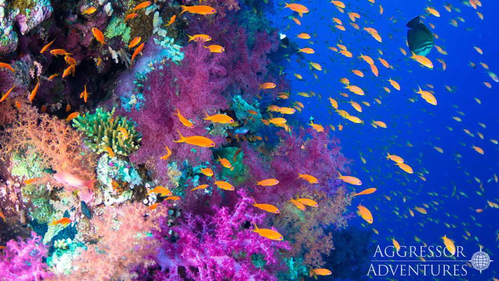 The dive sites of the Red Sea offer colourful reefs & shallow wrecks for beginner divers, and steep colourful walls & deeper wrecks for experienced divers