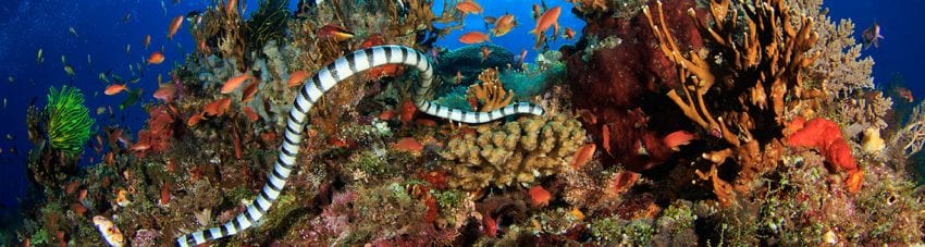 Beyond bali – 5 indonesian dive destinations to add to your bucket list.