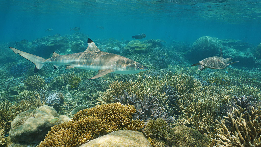 Diving New caledonia