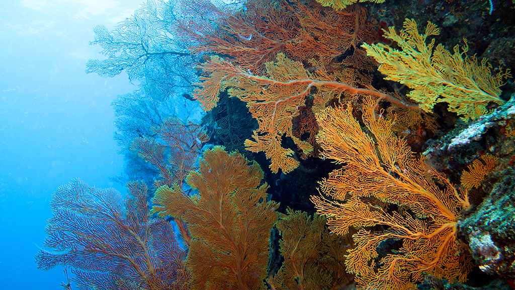 Diving new caledonia isle of pines orange sea fans 9325