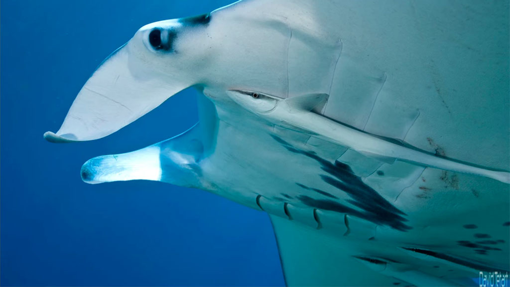 Diving new caledonia noumea abyss plongee diving club manta credit david tetart Diving new caledonia noumea abyss plongee diving club manta credit david tetart
