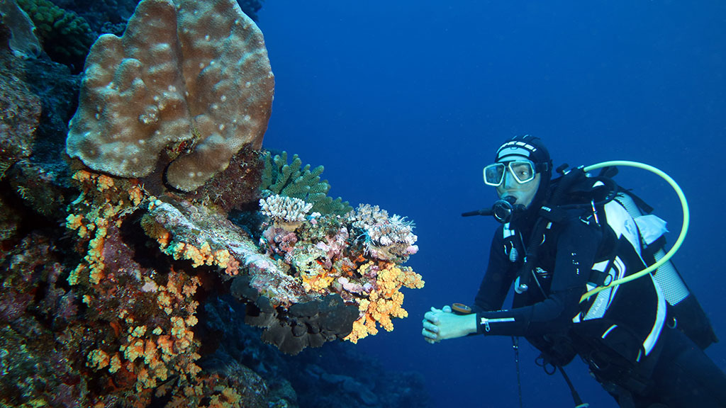 Diving new caledonia noumea dumbea passe soft coral and diver 9054