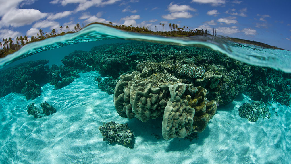 Diving New Caledonia