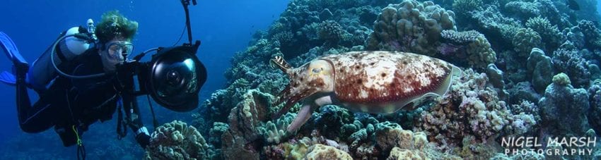 Rowley shoals: australia’s most exclusive dive destination