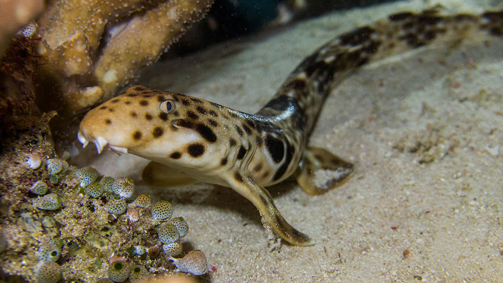 Nigel Marsh travels the world to dive with sharks, but his favourite sharks are not the large menacing type, but small shy sharks called walking sharks.