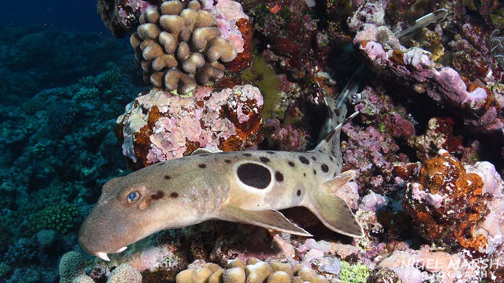 Nigel Marsh travels the world to dive with sharks, but his favourite sharks are not the large menacing type, but small shy sharks called walking sharks.