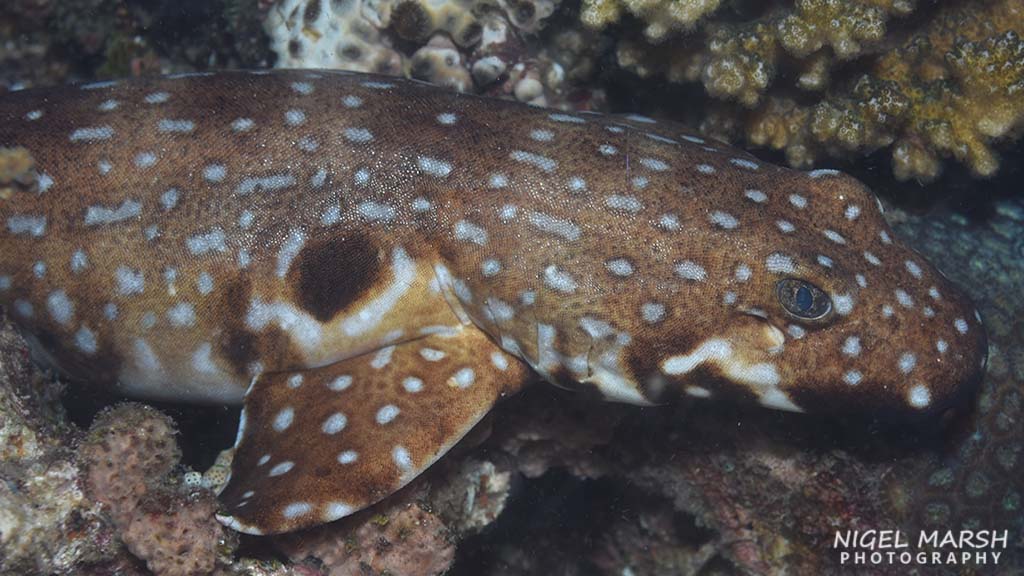 Nigel Marsh travels the world to dive with sharks, but his favourite sharks are not the large menacing type, but small shy sharks called walking sharks.