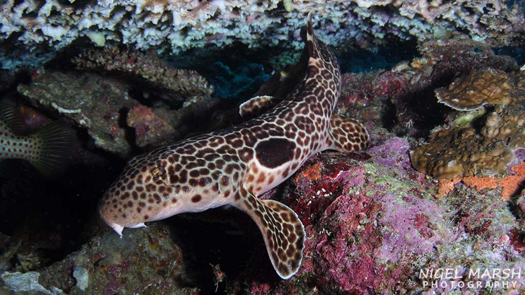 Nigel Marsh travels the world to dive with sharks, but his favourite sharks are not the large menacing type, but small shy sharks called walking sharks.