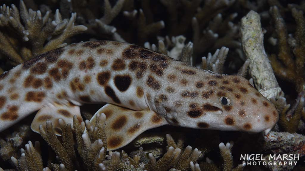 Nigel Marsh travels the world to dive with sharks, but his favourite sharks are not the large menacing type, but small shy sharks called walking sharks.