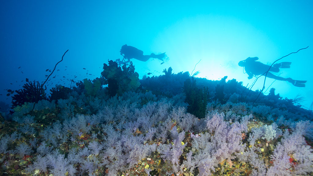 While we sit out the Covid-19 travel restrictions, let's start dreaming of that South Pacific Bubble. Here is our pick for the Top 10 South Pacific Dives.