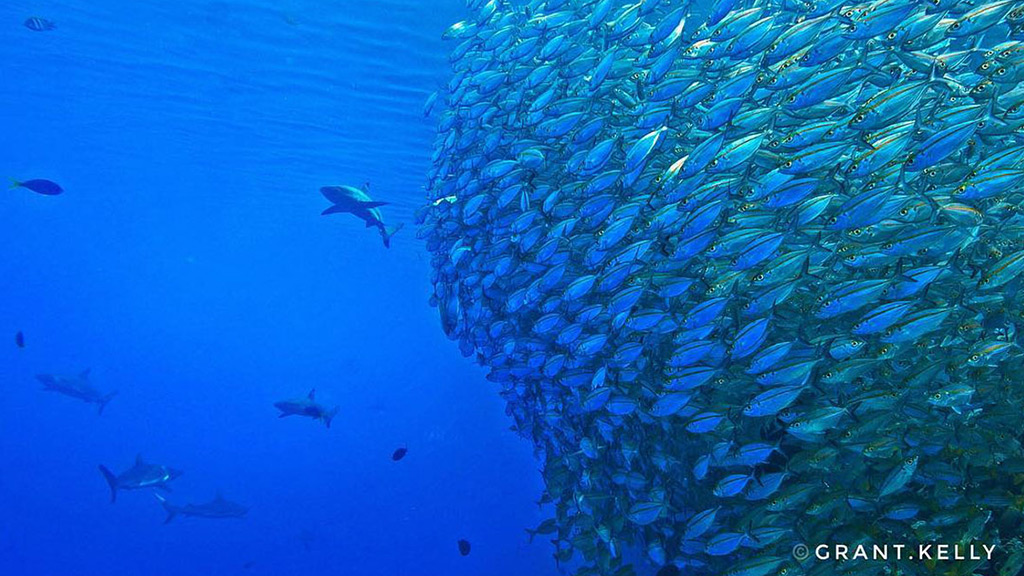 While we sit out the Covid-19 travel restrictions, let's start dreaming of that South Pacific Bubble. Here is our pick for the Top 10 South Pacific Dives.