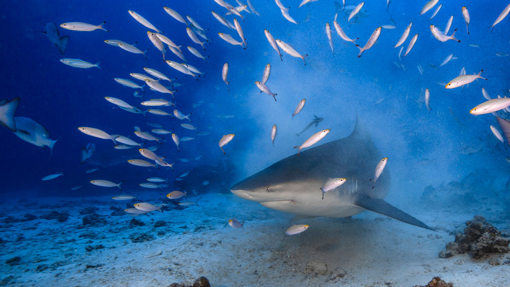 While we sit out the Covid-19 travel restrictions, let's start dreaming of that South Pacific Bubble. Here is our pick for the Top 10 South Pacific Dives.