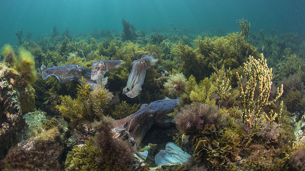 5 Australian marine encounters | From giant cuttlefish to whale sharks - Whyalla Cuttlefish Credit Jayne Jenkins In Australia, we have some of the most amazing diving experiences in the world. Here are 5 incredible marine encounters, 5 reasons to #diveherethisyear.