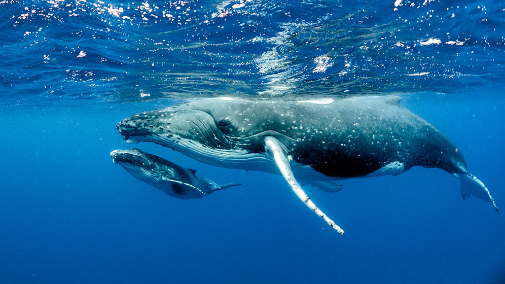 The Great Barrier Reef’s Great Eight range from mammals to fish, reptiles to mollusks and they all get in on in very different ways.