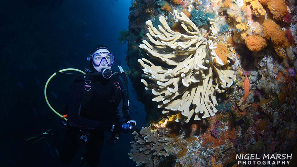 Diving Poor Knights islands in New Zealand, a warm tropical current attracts subtropical species, makes it one of the most unique dive sites in the world.