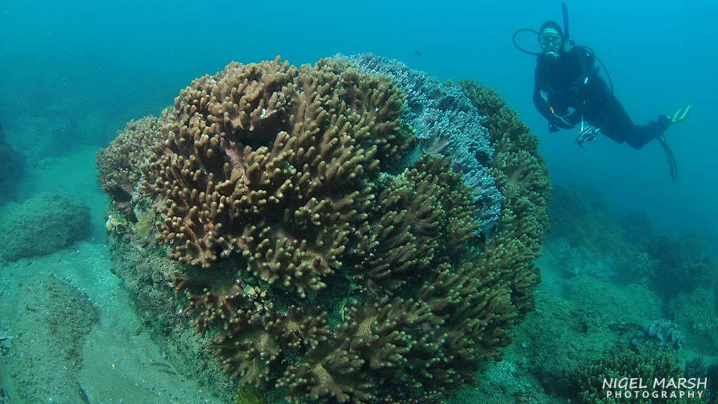 Bundaberg is best known to divers as a jump-off point for the Southern Great Barrrier. However, there is wonderful shore diving along Bundaberg's coast.