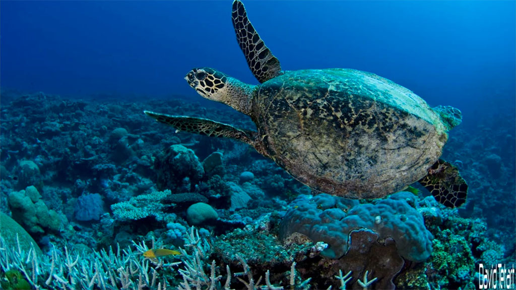 While we sit out the Covid-19 travel restrictions, let's start dreaming of that South Pacific Bubble. Here is our pick for the Top 10 South Pacific Dives.