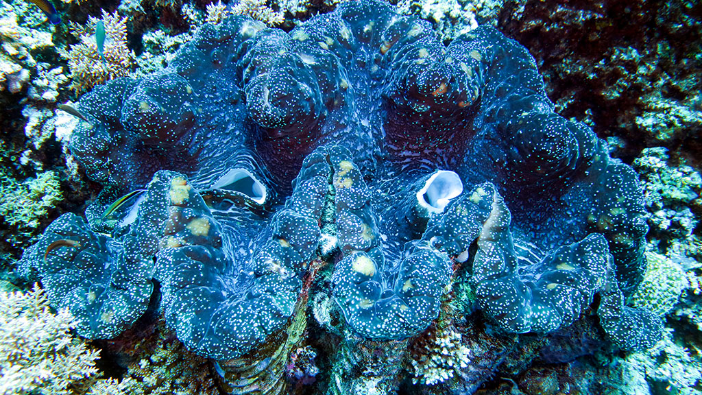 The Great Barrier Reef’s Great Eight range from mammals to fish, reptiles to mollusks and they all get in on in very different ways.