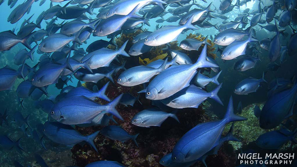 Diving Poor Knights islands in New Zealand, a warm tropical current attracts subtropical species, makes it one of the most unique dive sites in the world.