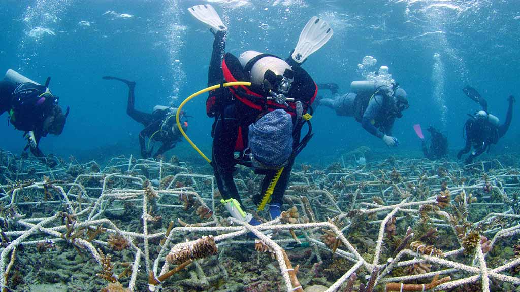 50 MARRS Reef Stars have recently been installed on Great Barrier Reef, to help restore a section of Moore Reef badly damaged by Cyclone Yasi in 2011.