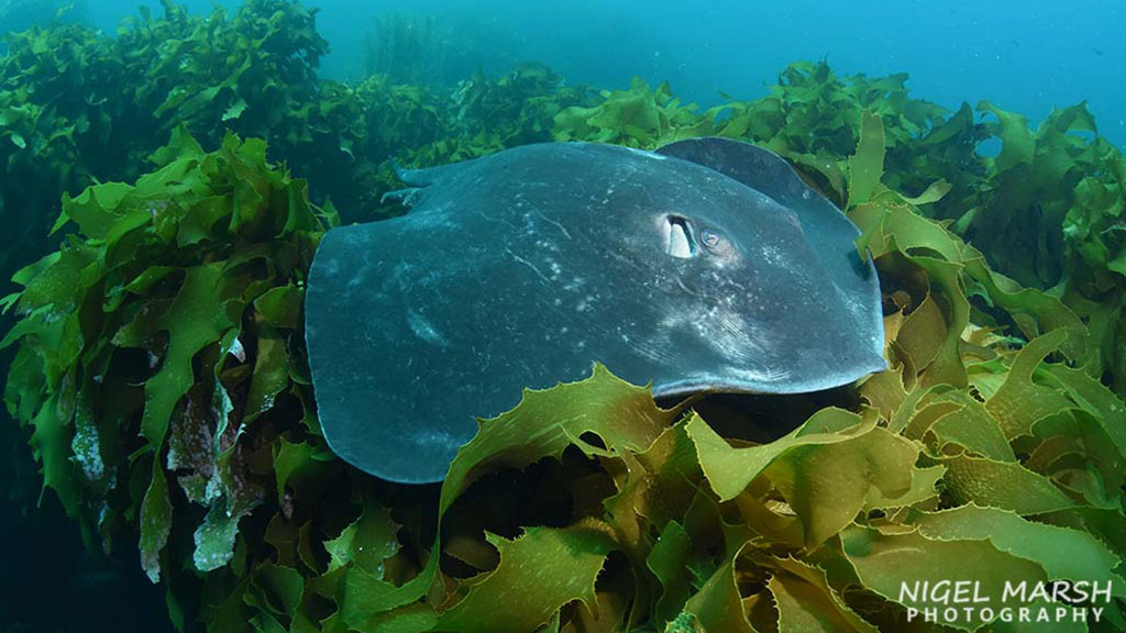 Diving Poor Knights islands in New Zealand, a warm tropical current attracts subtropical species, makes it one of the most unique dive sites in the world.