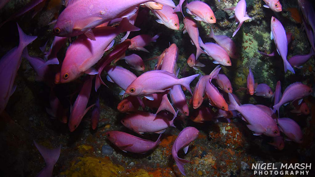 Diving Poor Knights islands in New Zealand, a warm tropical current attracts subtropical species, makes it one of the most unique dive sites in the world.