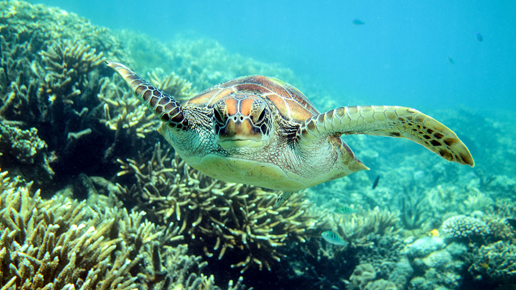 The Great Barrier Reef’s Great Eight range from mammals to fish, reptiles to mollusks and they all get in on in very different ways.