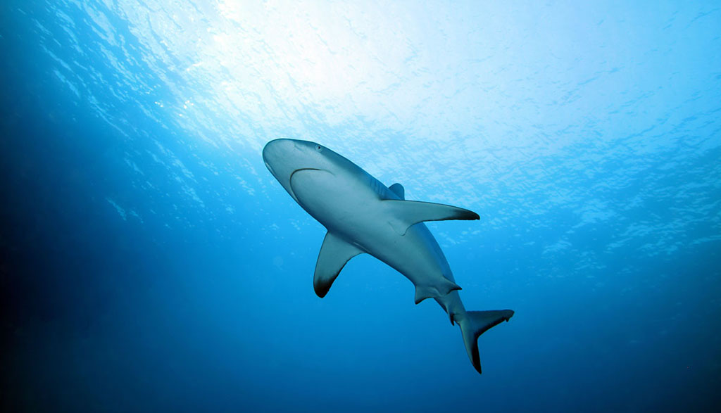 The Great Barrier Reef’s Great Eight range from mammals to fish, reptiles to mollusks and they all get in on in very different ways.