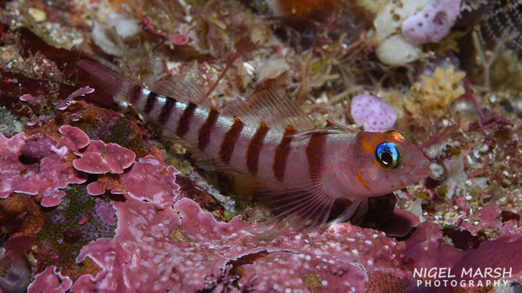 Diving Poor Knights islands in New Zealand, a warm tropical current attracts subtropical species, makes it one of the most unique dive sites in the world.