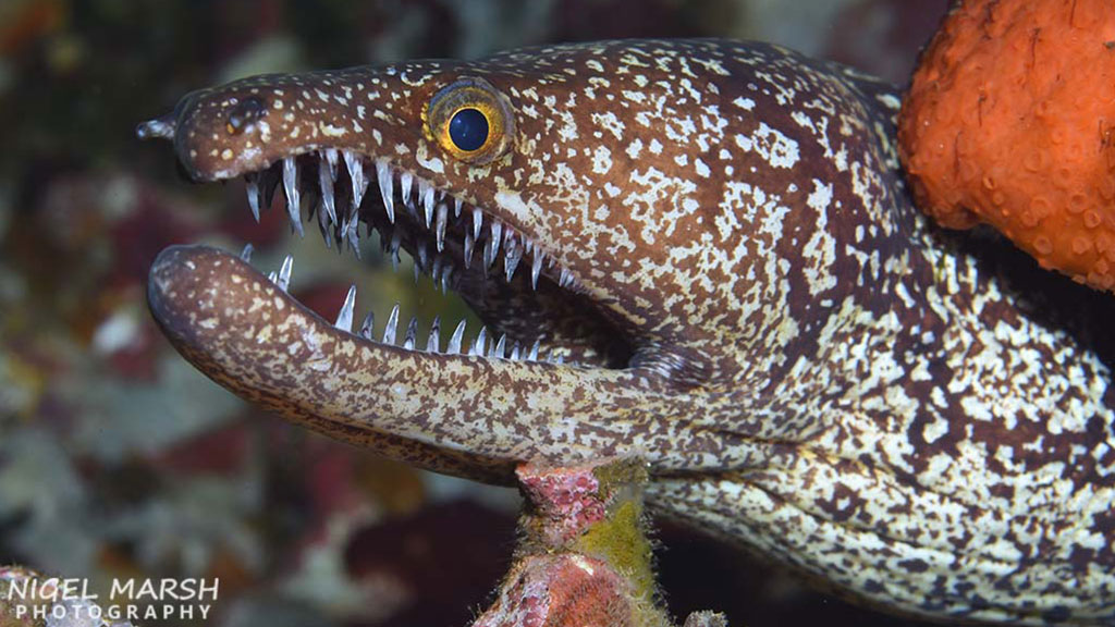 Diving Poor Knights islands in New Zealand, a warm tropical current attracts subtropical species, makes it one of the most unique dive sites in the world.