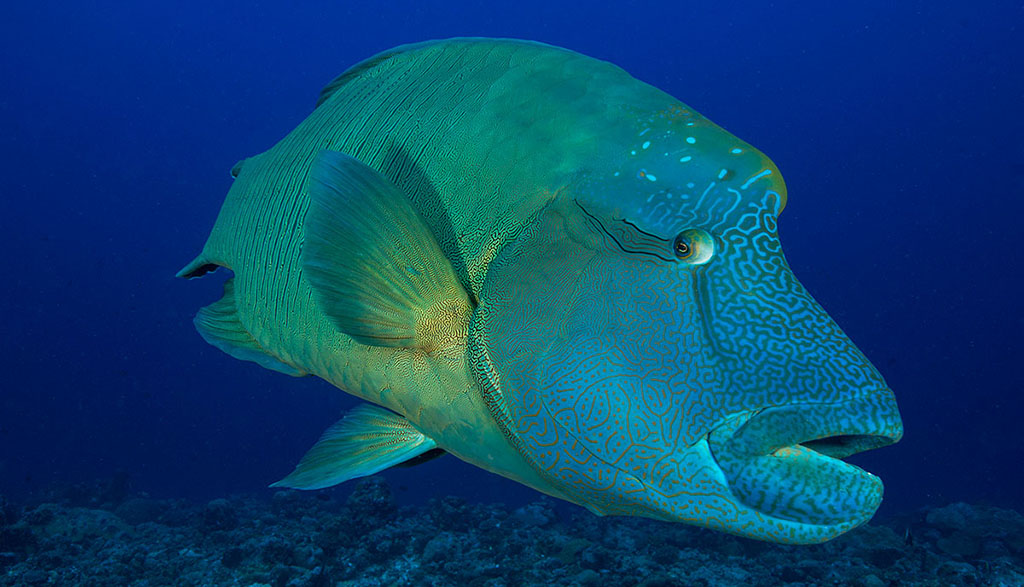 The Great Barrier Reef’s Great Eight range from mammals to fish, reptiles to mollusks and they all get in on in very different ways.