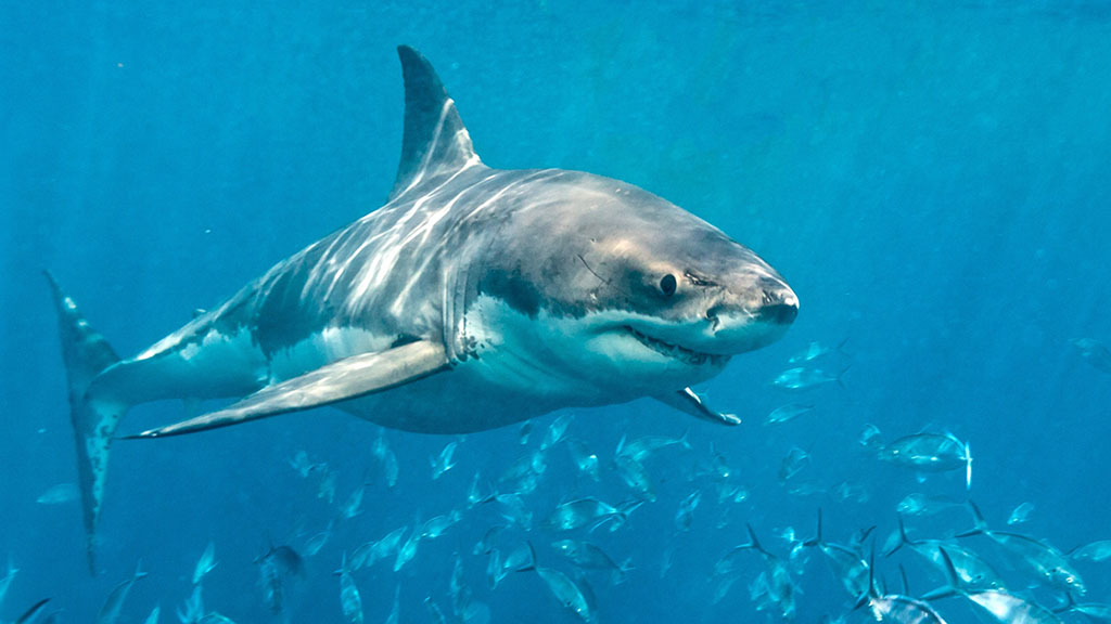 Shark Diving South Australia Liveaboards | Diving South Australia