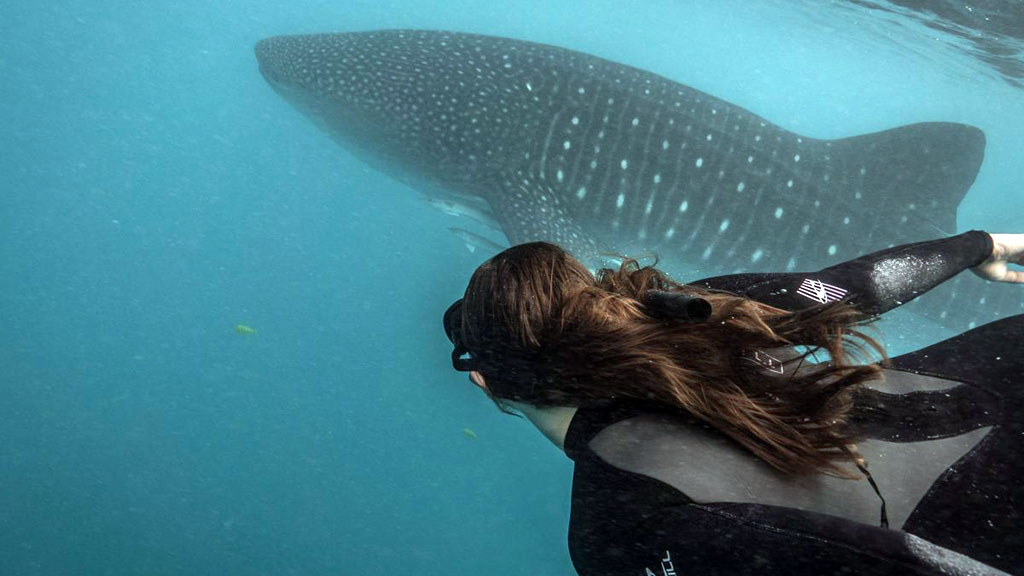 Exmouth Dive and Whalesharks Ningaloo are pioneers of diving Ningaloo Reef and the Muiron Islands; and operate whaleshark tours and humpback whale tours seasonally.