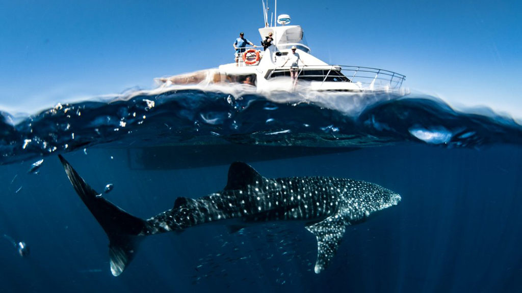 Exmouth Dive and Whalesharks Ningaloo are pioneers of diving Ningaloo Reef and the Muiron Islands; and operate whaleshark tours and humpback whale tours seasonally.