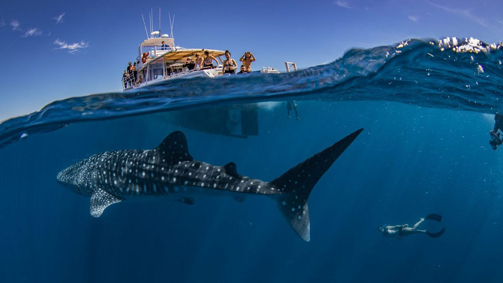 Exmouth Dive and Whalesharks Ningaloo are pioneers of diving Ningaloo Reef and the Muiron Islands; and operate whaleshark tours and humpback whale tours seasonally.