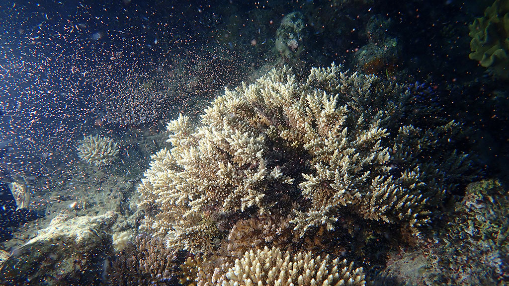 2020 coral spawning event demonstrates resilience of the Great Barrier Reef as corals release trillions of egg & sperm in synchronised effort to reproduce.