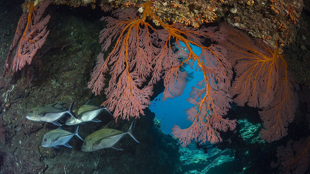 Rowley Shoals one of Australia's most remote dive destinations. It's very biodiverse: over 200 coral species & 700 fish species. Here's our complete guide.