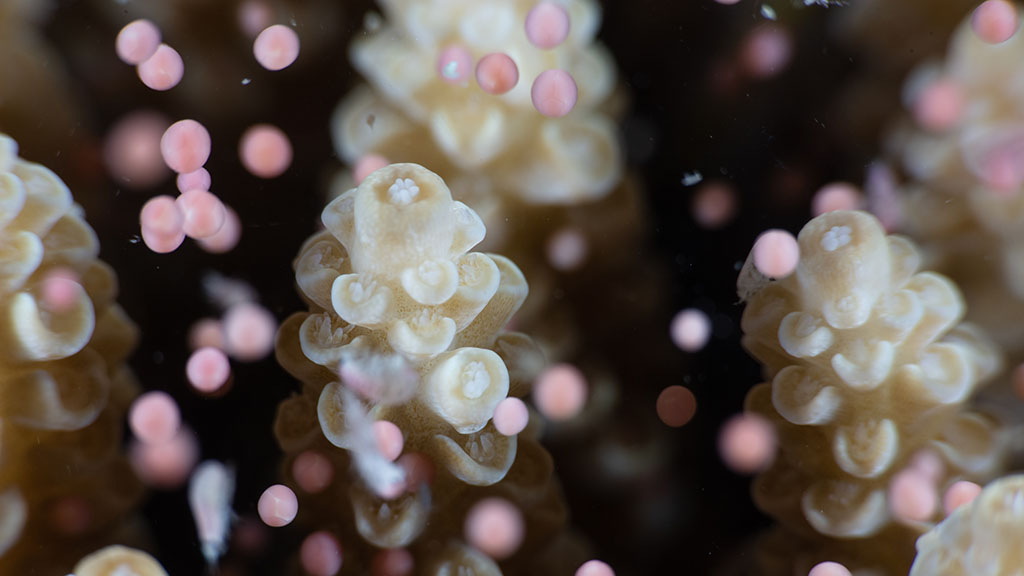 2020 coral spawning event demonstrates resilience of the Great Barrier Reef as corals release trillions of egg & sperm in synchronised effort to reproduce.