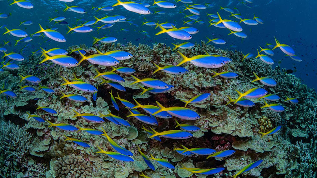 Rowley Shoals one of Australia's most remote dive destinations. It's very biodiverse: over 200 coral species & 700 fish species. Here's our complete guide.