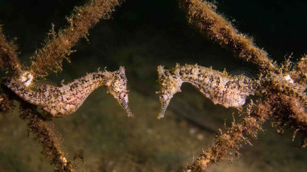100 endangered White’s Seahorses at SEALIFE Sydney Aquarium, a successful start to the second year of the White’s Seahorse Conservation Breeding Program.