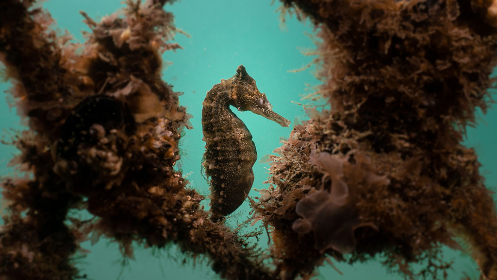 Taylors Wines has partnered with the Sydney Institute of Marine Science (SIMS) to launch a fundraising campaign to save White’s seahorses from extinction.