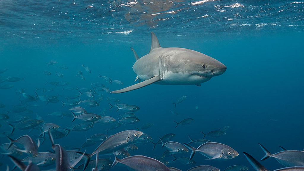 How can we keep safe from sharks?