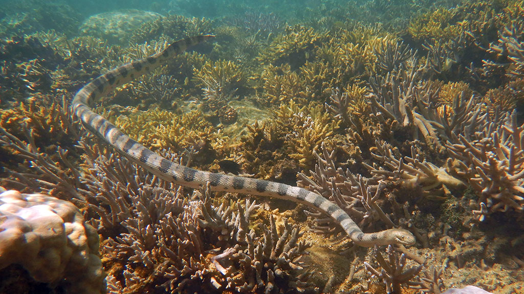 In the seaside location of Lemon Bay, Noumea, a group of retirees helps marine biologists to uncover a new understanding of the bay’s sea snake population.
