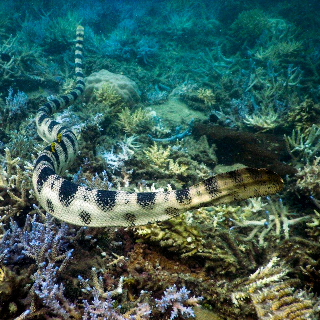 4 Noumea’s snorkelling senior citizen science in action In the seaside location of Lemon Bay, Noumea, a group of retirees helps marine biologists to uncover a new understanding of the bay’s sea snake population.