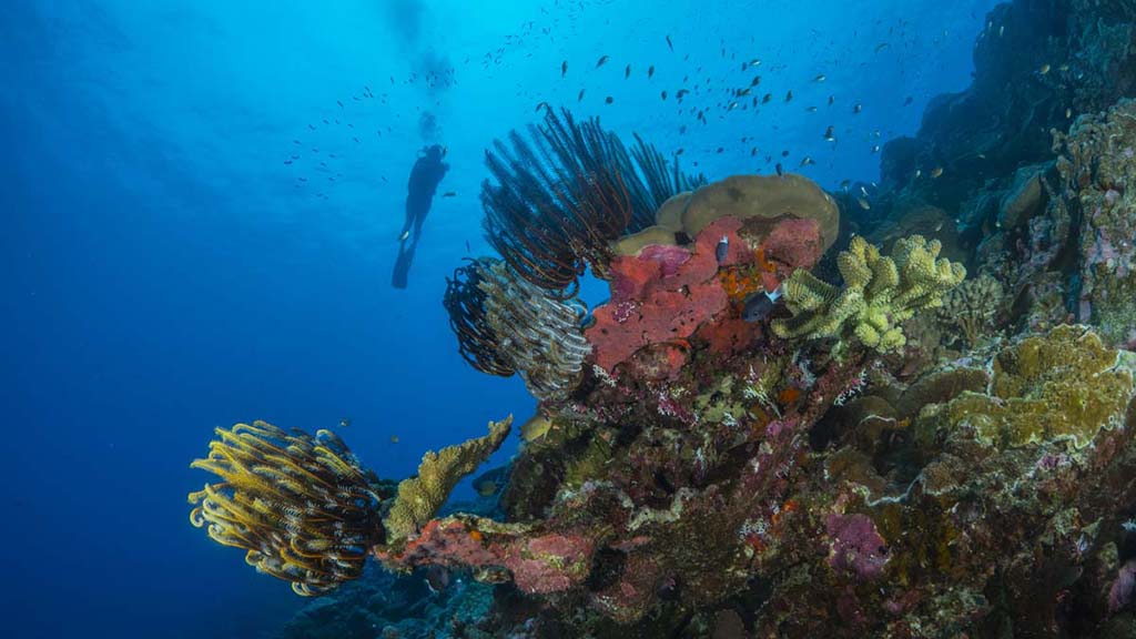 Diving Christmas Island, you’ll see colourful coral, sea caverns, sharks, mantas, dolphins and whale sharks. Our Top 10 favourite dives on the island.