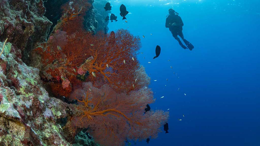 Diving Christmas Island, you’ll see colourful coral, sea caverns, sharks, mantas, dolphins and whale sharks. Our Top 10 favourite dives on the island.